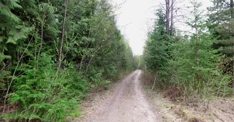 Driving through the trees on a dirt road Video stock 62793583