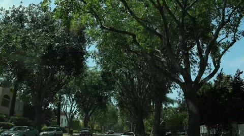 Driving through Trees Stock Footage 740068