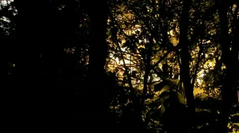 Driving through trees Stock Footage 9500419