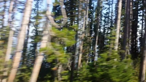 Driving through trees Stock Footage 138890738