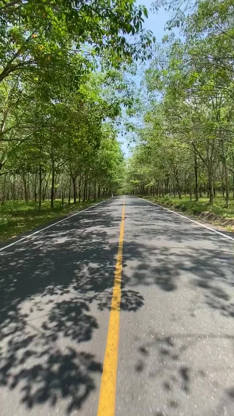 Driving through trees plantation 스톡 동영상 131801801