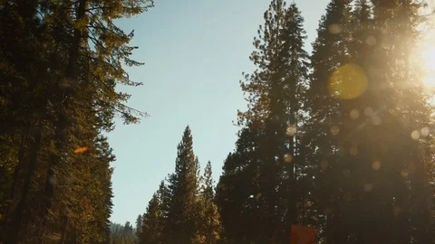Driving through trees in Yosemite 库存影片 102414556