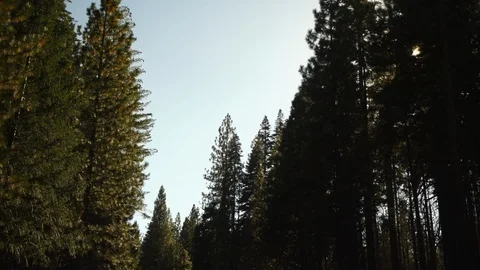 Driving through trees in Yosemite Uncolored 库存影片 102414527