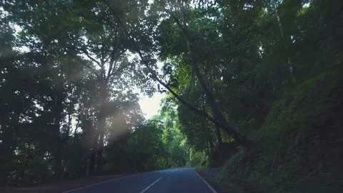 Driving Through A tropical Rain Forest - Kerala India Vídeo Stock 72532286