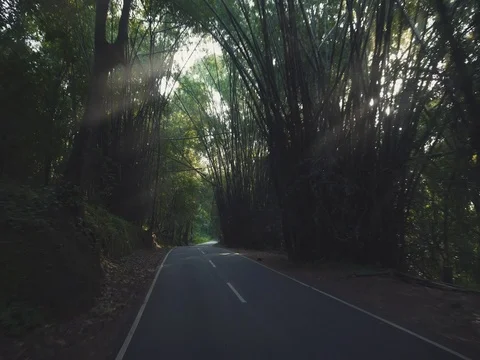 Driving Through A tropical Rain Forest 動画素材 72532301