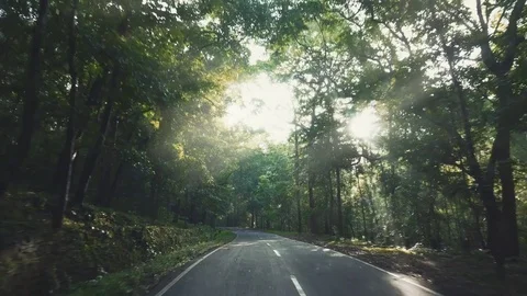 Driving Through A tropical Rain Forest 動画素材 72532761