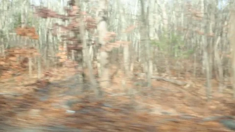 Driving through woods  Stock Footage 73748934
