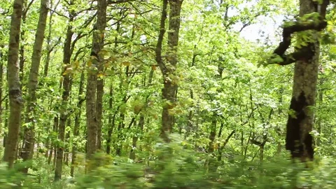 Driving through the woods Stock Footage 129530260