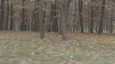 Driving through the woods full hd 스톡 동영상 74699305