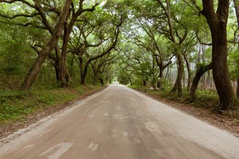 Driving thru the Oaks Stock Photos