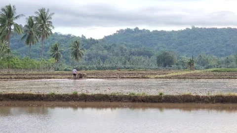 Driving tractors in fields, Asia Indonesa Stock Footage 244497976