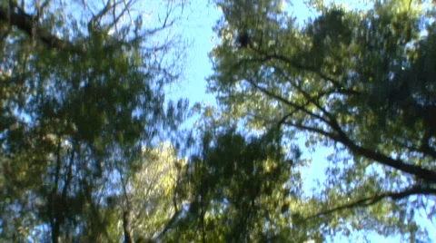 Driving - Trees overhead Stock-Footage 453657