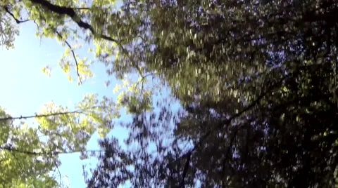 Driving with trees overhead Video stock 40387395