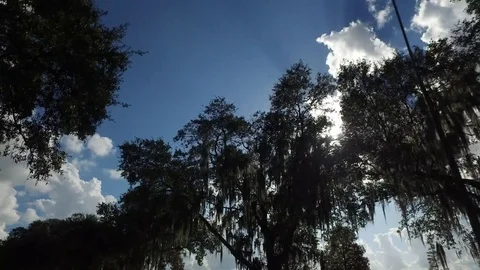 Driving by Trees in the Sunlight Stock Footage 70876510