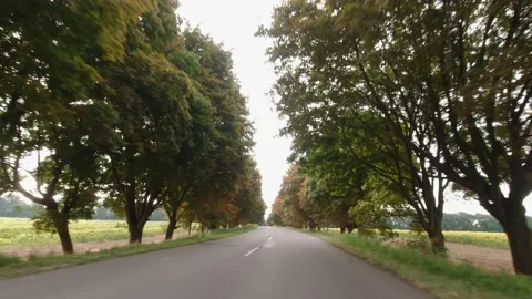 Driving Trees Tunnel Stock Footage 160399120
