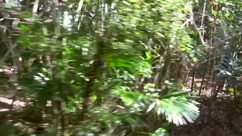 Driving by tropical foliage Vidéo 92582709