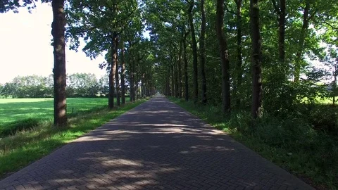 Driving trought forrest road Stock Footage 82076956