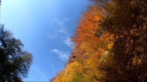 Driving under the autumn tree crowns Stock Footage 118472989