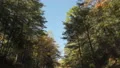 driving under beautiful autumn tree canopy 4k or 4k+ Resolution