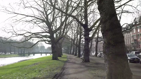 Driving under big trees branches Stock Footage 149769512