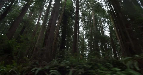 Driving under a canopy of redwoods Stock Footage 102229528