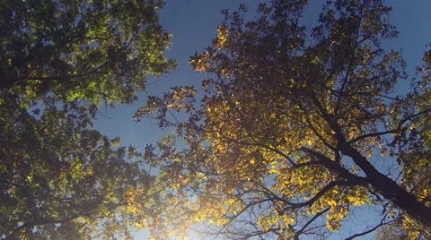 Driving under fall tree canopy on a bright sunny day Stock Footage 31867667