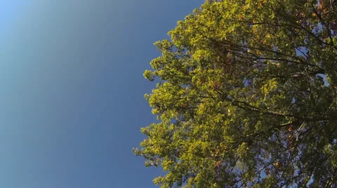 Driving under fall tree canopy on a bright sunny day Stock Footage 31869417