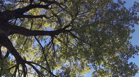 Driving under fall tree canopy on a bright sunny day Stock Footage 31869730