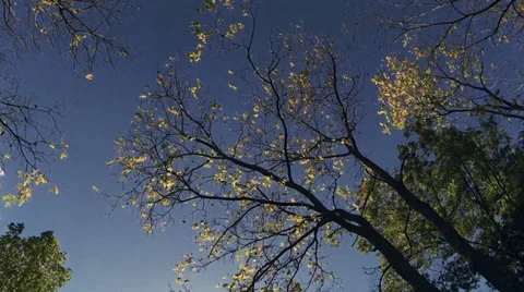 Driving under fall tree canopy on a bright sunny day Stock Footage 31869908