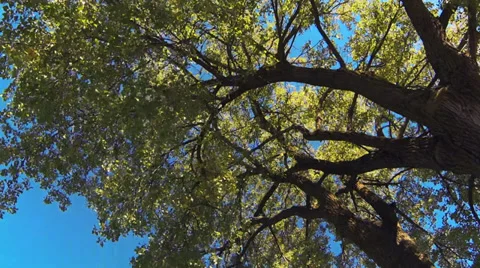 Driving under fall tree canopy on a bright sunny day Stock Footage 31869943