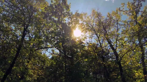 Driving under fall tree canopy on a bright sunny day Stock Footage 31870204