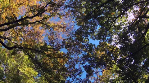Driving under fall tree canopy on a bright sunny day Stock Footage 31870212