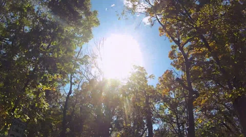 Driving under fall tree canopy on a bright sunny day Stock Footage 31871591