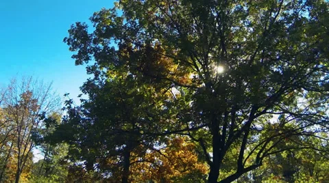Driving under fall tree canopy on a bright sunny day Stock Footage 31871608