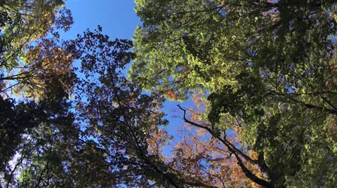 Driving under fall tree canopy on a bright sunny day Stock Footage 31871657