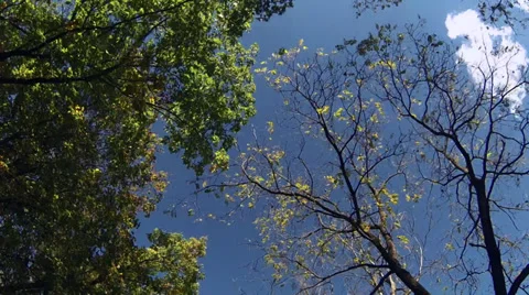 Driving under fall tree canopy on a bright sunny day Stock Footage 31871957