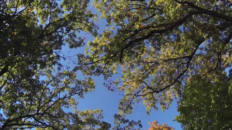 Driving under fall tree canopy on a bright sunny day Stock Footage 31871973
