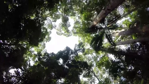 Driving under fleeting forest canopy Stock Footage 71585909