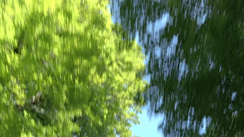 Driving under lush tree canopy on a sunny day Vídeo Stock 333751668