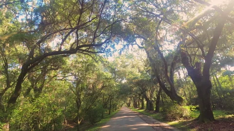 Driving Under Oak Trees Stock-Footage 163929711
