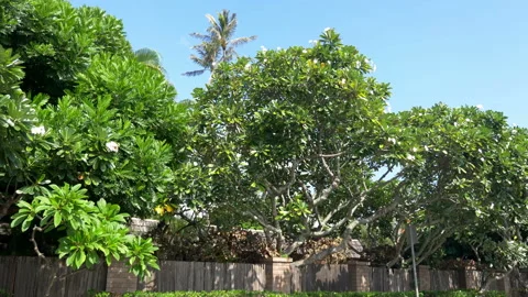 Driving under palm trees in 4K slow motion 60fps Stock Footage 99847047