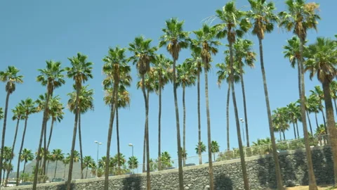 Driving under palm trees in 4K slow motion 60fps Stock Footage 149200721