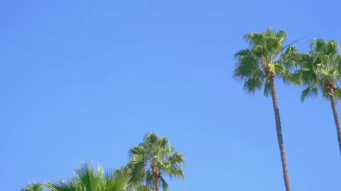 Driving under palm trees in 4k slow motion 60fps Stock Footage 280290319
