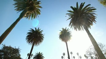 Driving under palm trees in Beverly Hills, California Stock Footage 86089250
