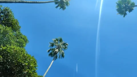 Driving Under Palm Trees Blue Sky Sunny Southern California USA 스톡 동영상 158691162