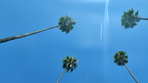 Driving Under Palm Trees Blue Sky Sunny Southern California USA Stock Footage 158692469