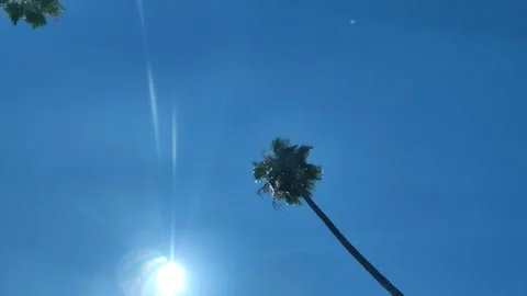Driving Under Palm Trees Blue Sky Sunny Southern California USA Stock Footage 158692532