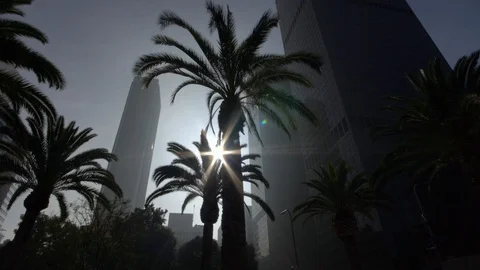 Driving under palm trees in downtown Los Angeles, iconic California travel shot Stock Footage 99117404