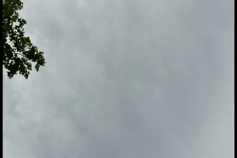 Driving Under Palm Trees Stock Footage 721900