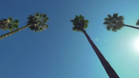 Driving under palm trees Stock Footage 99726440
